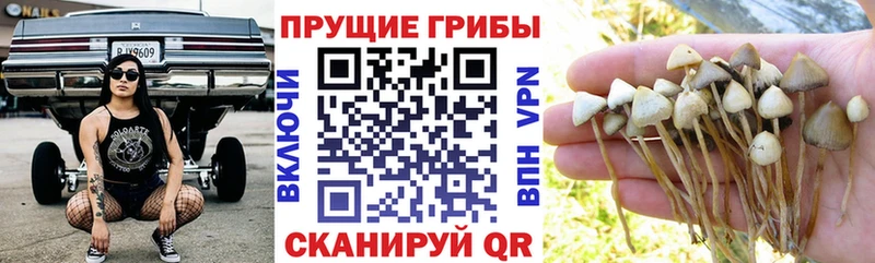 Галлюциногенные грибы Psilocybine cubensis  сколько стоит  Феодосия 